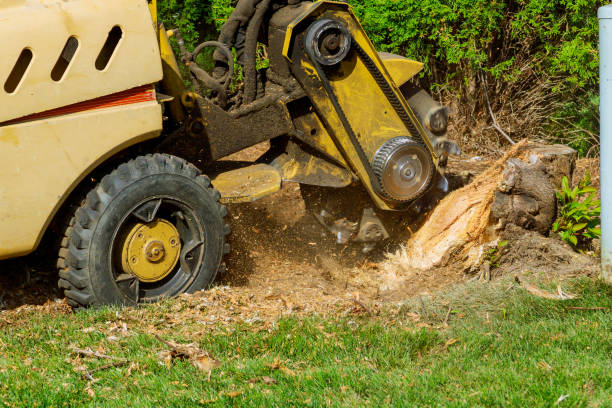 Dead Tree Removal